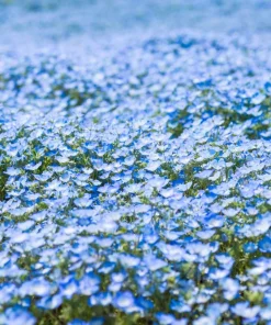 250 Baby Blue Eyes Nemophila Menziesii Flower Seeds - Fragrant Butterfly - Image 5