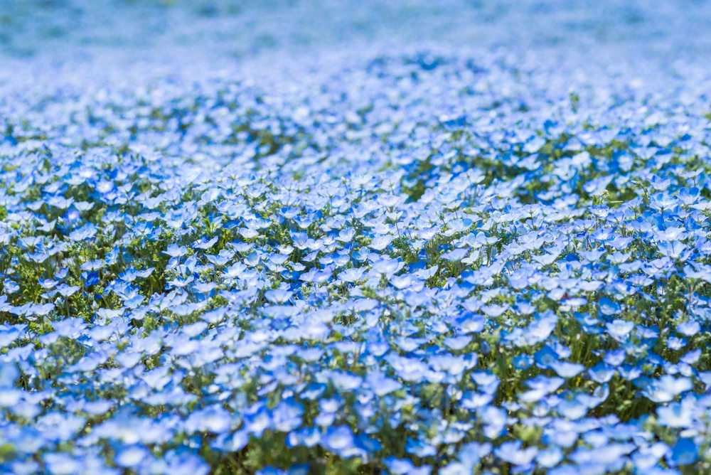 250 Baby Blue Eyes Nemophila Menziesii Flower Seeds - Fragrant Butterfly - Image 5