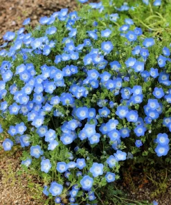 250 Baby Blue Eyes Nemophila Menziesii Flower Seeds - Fragrant Butterfly - Image 6