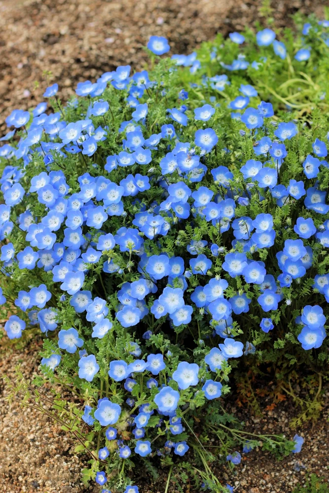 250 Baby Blue Eyes Nemophila Menziesii Flower Seeds - Fragrant Butterfly - Image 6