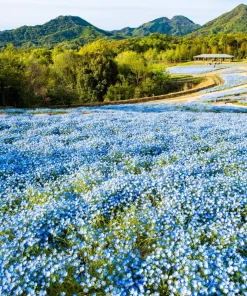 250 Baby Blue Eyes Nemophila Menziesii Flower Seeds - Fragrant Butterfly - Image 7