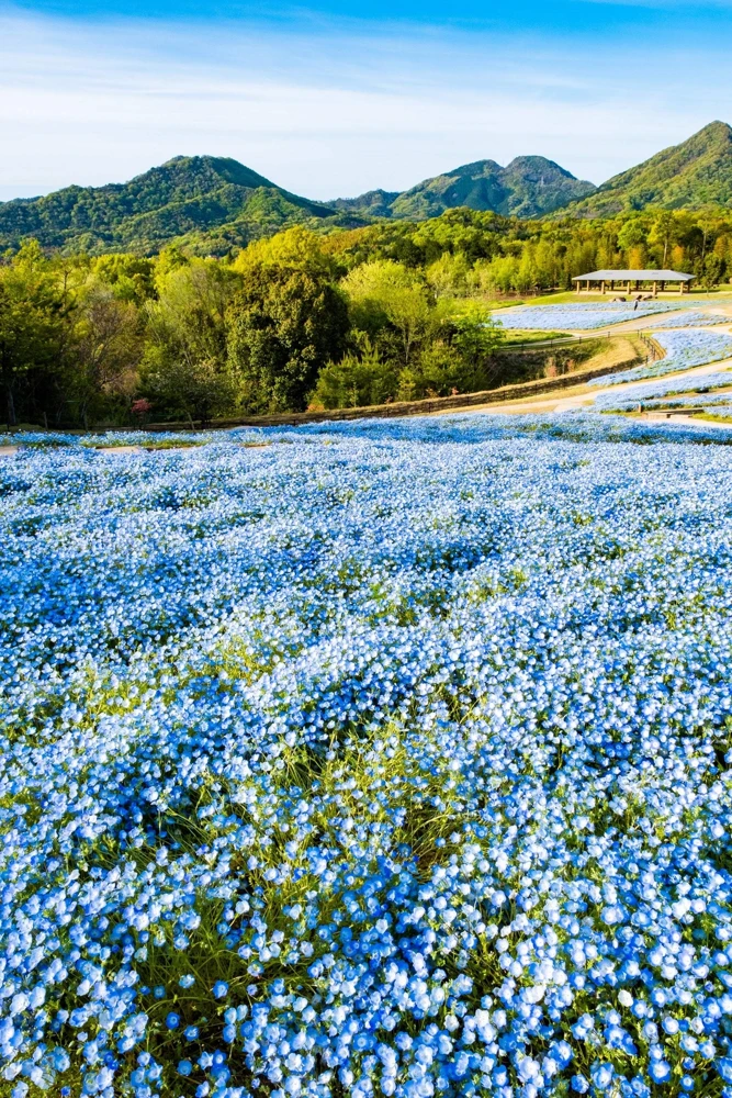 250 Baby Blue Eyes Nemophila Menziesii Flower Seeds - Fragrant Butterfly - Image 7
