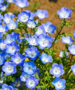 250 Baby Blue Eyes Nemophila Menziesii Flower Seeds - Fragrant Butterfly - Image 8