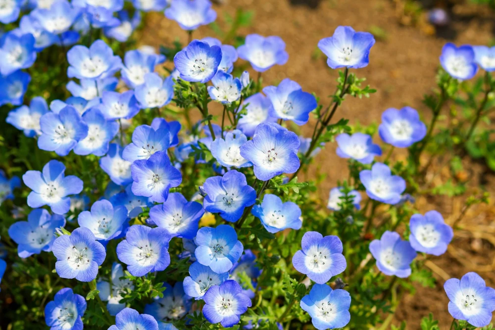 250 Baby Blue Eyes Nemophila Menziesii Flower Seeds - Fragrant Butterfly - Image 8
