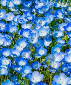 250 Baby Blue Eyes Nemophila Menziesii Flower Seeds - Fragrant Butterfly - Image 9
