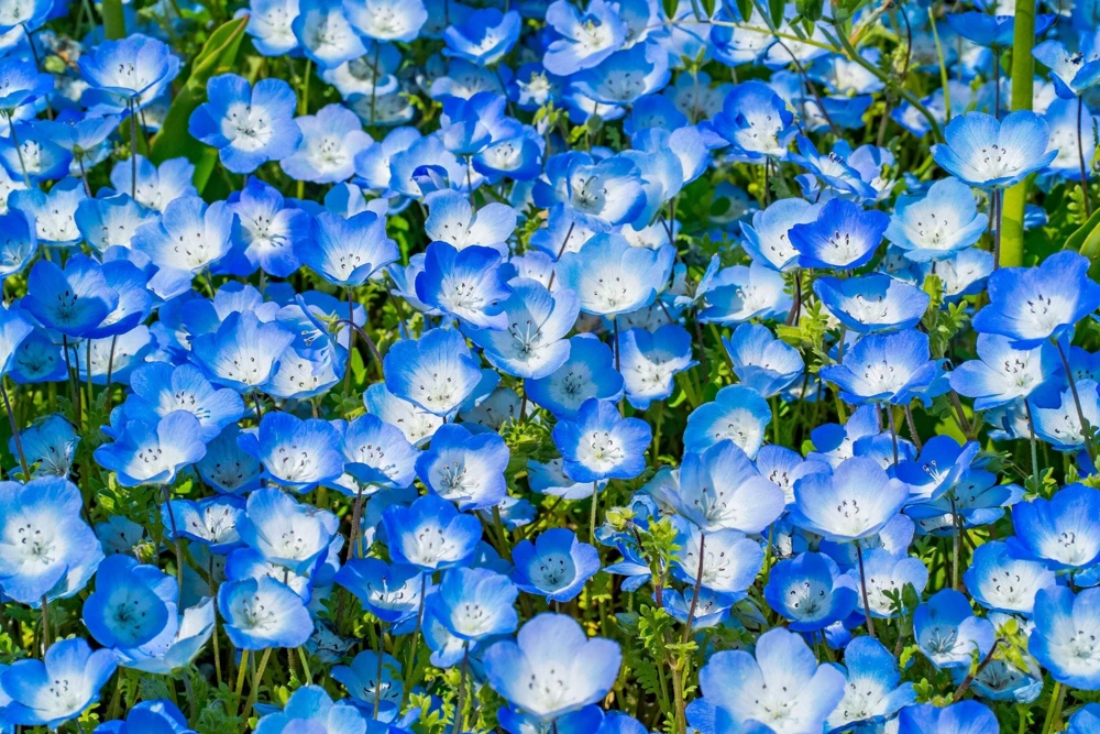 250 Baby Blue Eyes Nemophila Menziesii Flower Seeds - Fragrant Butterfly - Image 9