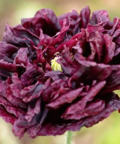 250 Black Peony Poppy Seeds - Papaver Peoniflorum Flower Seeds - Image 2