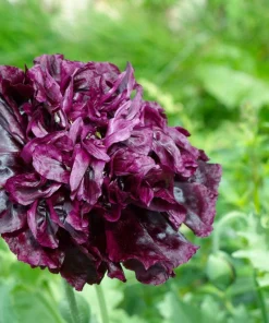 250 Black Peony Poppy Seeds - Papaver Peoniflorum Flower Seeds - Image 3