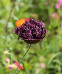 250 Black Peony Poppy Seeds - Papaver Peoniflorum Flower Seeds - Image 4