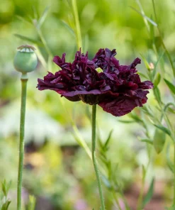 250 Black Peony Poppy Seeds - Papaver Peoniflorum Flower Seeds - Image 5