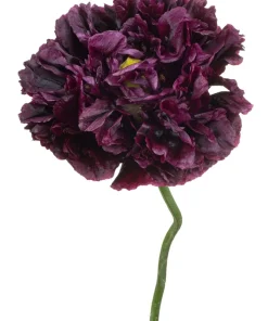 250 Black Peony Poppy Seeds - Papaver Peoniflorum Flower Seeds - Image 6
