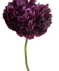 250 Black Peony Poppy Seeds - Papaver Peoniflorum Flower Seeds - Image 7