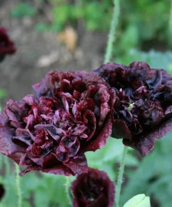 250 Black Peony Poppy Seeds - Papaver Peoniflorum Flower Seeds - Image 8