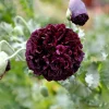 250 Black Peony Poppy Seeds - Papaver Peoniflorum Flower Seeds - Image 1