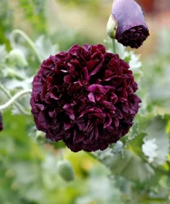 250 Black Peony Poppy Seeds - Papaver Peoniflorum Flower Seeds - Image 1