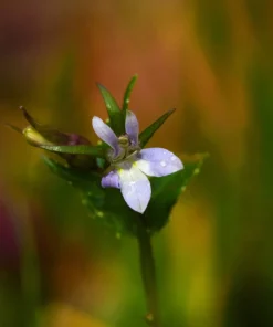 250 Blue Indian Tobacco Lobelia Inflata Flower Seeds - Medicinal Plant - Image 2