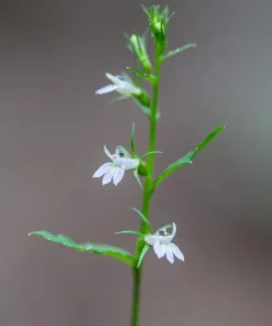 250 Blue Indian Tobacco Lobelia Inflata Flower Seeds - Medicinal Plant - Image 3