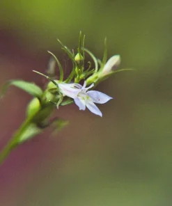 250 Blue Indian Tobacco Lobelia Inflata Flower Seeds - Medicinal Plant - Image 5
