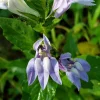 250 Blue Indian Tobacco Lobelia Inflata Flower Seeds - Medicinal Plant - Image 1