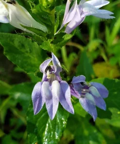 250 Blue Indian Tobacco Lobelia Inflata Flower Seeds - Medicinal Plant - Image 1