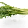 250 Chicory Puntarelle Seeds - Cicoria Catalogna Vegetable Seeds - Image 1