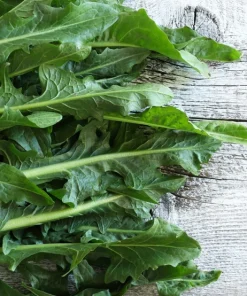 250 Chicory Puntarelle Seeds - Cicoria Catalogna Vegetable Seeds - Image 2