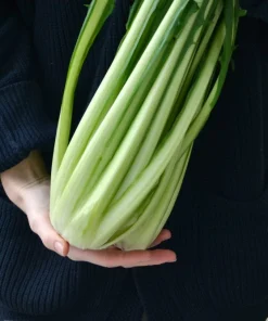 250 Chicory Puntarelle Seeds - Cicoria Catalogna Vegetable Seeds - Image 4