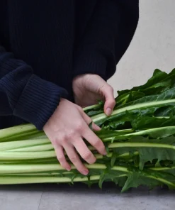 250 Chicory Puntarelle Seeds - Cicoria Catalogna Vegetable Seeds - Image 5