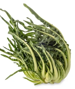 250 Chicory Puntarelle Seeds - Cicoria Catalogna Vegetable Seeds - Image 6