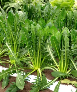 250 Chicory Puntarelle Seeds - Cicoria Catalogna Vegetable Seeds - Image 7
