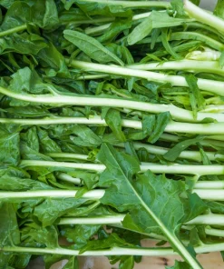 250 Chicory Puntarelle Seeds - Cicoria Catalogna Vegetable Seeds - Image 8