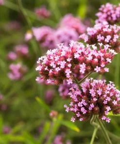 250 Common Vervain Verbena Officinalis European Herb Flower Seeds - Pink Purple - Image 10