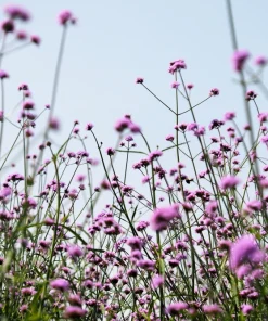 250 Common Vervain Verbena Officinalis European Herb Flower Seeds - Pink Purple - Image 11