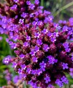 250 Common Vervain Verbena Officinalis European Herb Flower Seeds - Pink Purple - Image 12