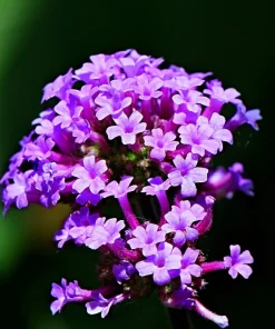 250 Common Vervain Verbena Officinalis European Herb Flower Seeds - Pink Purple - Image 2
