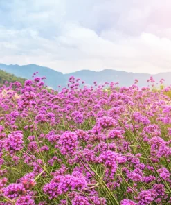 250 Common Vervain Verbena Officinalis European Herb Flower Seeds - Pink Purple - Image 3