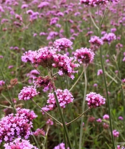 250 Common Vervain Verbena Officinalis European Herb Flower Seeds - Pink Purple - Image 4