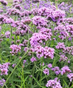 250 Common Vervain Verbena Officinalis European Herb Flower Seeds - Pink Purple - Image 5