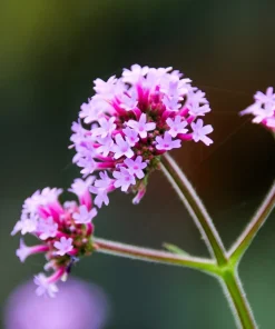 250 Common Vervain Verbena Officinalis European Herb Flower Seeds - Pink Purple - Image 6