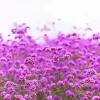 250 Common Vervain Verbena Officinalis European Herb Flower Seeds - Pink Purple - Image 1