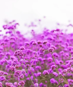 250 Common Vervain Verbena Officinalis European Herb Flower Seeds - Pink Purple - Image 1