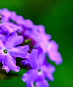 250 Common Vervain Verbena Officinalis European Herb Flower Seeds - Pink Purple - Image 7