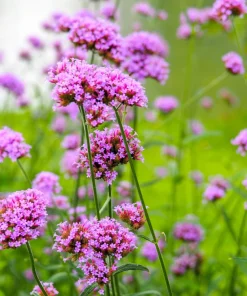 250 Common Vervain Verbena Officinalis European Herb Flower Seeds - Pink Purple - Image 8