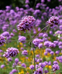 250 Common Vervain Verbena Officinalis European Herb Flower Seeds - Pink Purple - Image 9