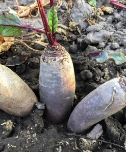250 Cylindra Beet Seeds - Beta Vulgaris Vegetable Seeds for Garden - Image 2