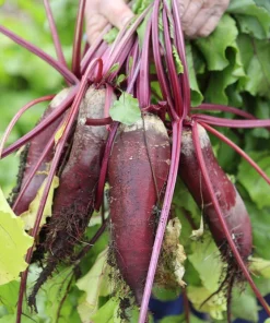 250 Cylindra Beet Seeds - Beta Vulgaris Vegetable Seeds for Garden - Image 4