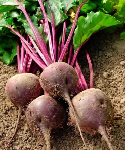 250 Detroit Dark Red Beet Seeds - Heirloom Beta Vulgaris Vegetable Seeds - Image 2