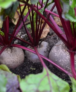 250 Detroit Dark Red Beet Seeds - Heirloom Beta Vulgaris Vegetable Seeds - Image 4