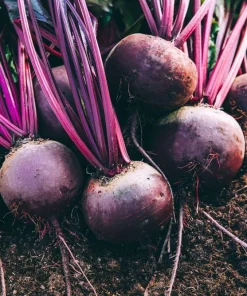 250 Detroit Dark Red Beet Seeds - Heirloom Beta Vulgaris Vegetable Seeds - Image 5