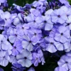 250 Dwarf Beauty Blue Phlox Drummondii Seeds - Fragrant Violet Blue Flower - Image 1